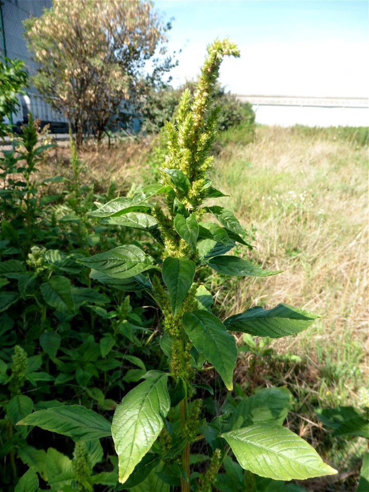 Amaranthus hybridus subsp. hybridus L., 1753
