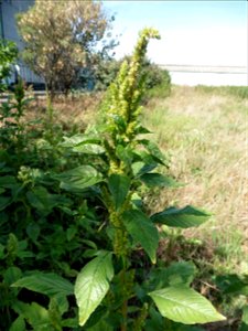 Amaranthus hybridus subsp. hybridus L., 1753