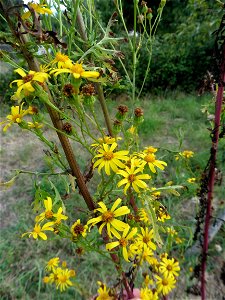 Jacobaea vulgaris Gaertn., 1791