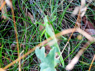 Grote groene sabelsprinkhaan
