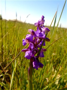 Anacamptis morio (L.) R.M.Bateman, Pridgeon & M.W.Chase, 1997