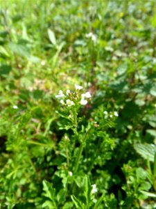 Cardamine flexuosa With., 1796