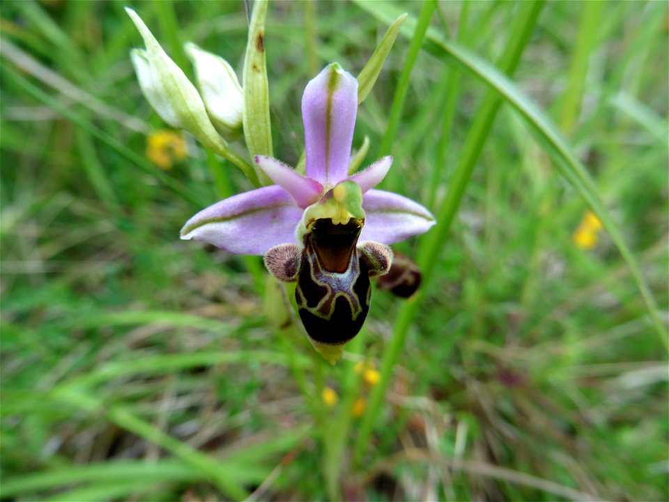Ophrys scolopax Cav., 1793