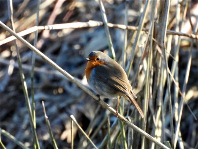 Roodborst