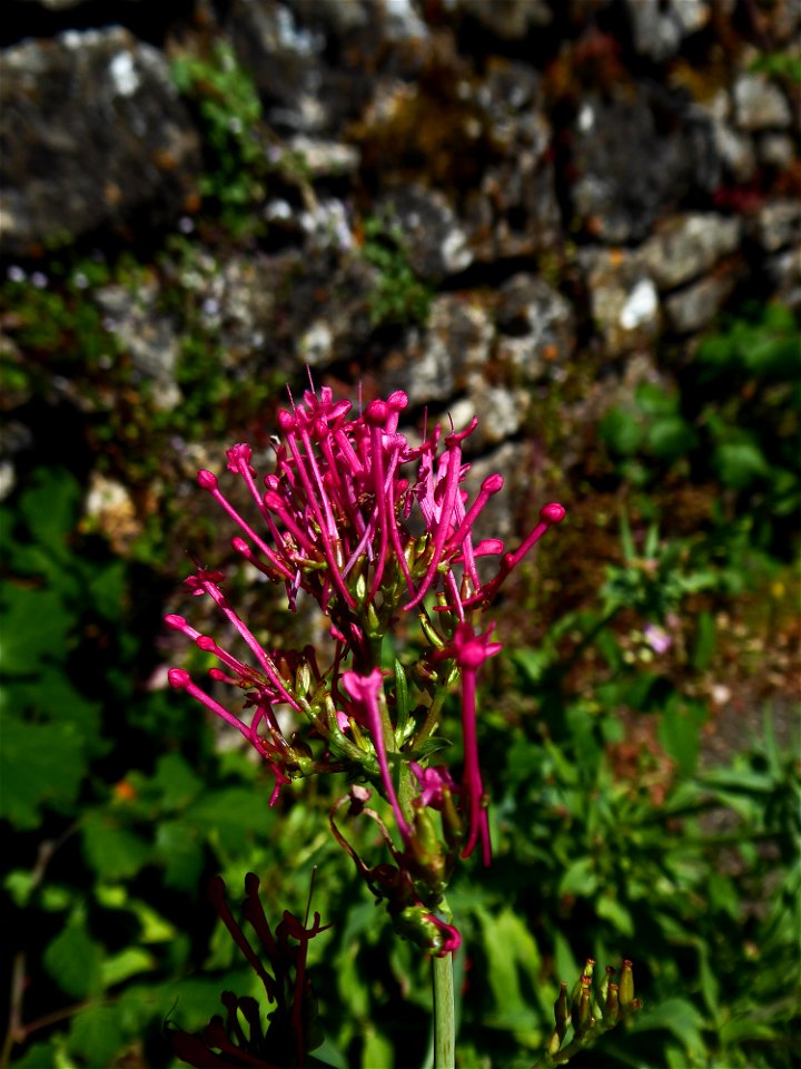 Centranthus ruber (L.) DC., 1805