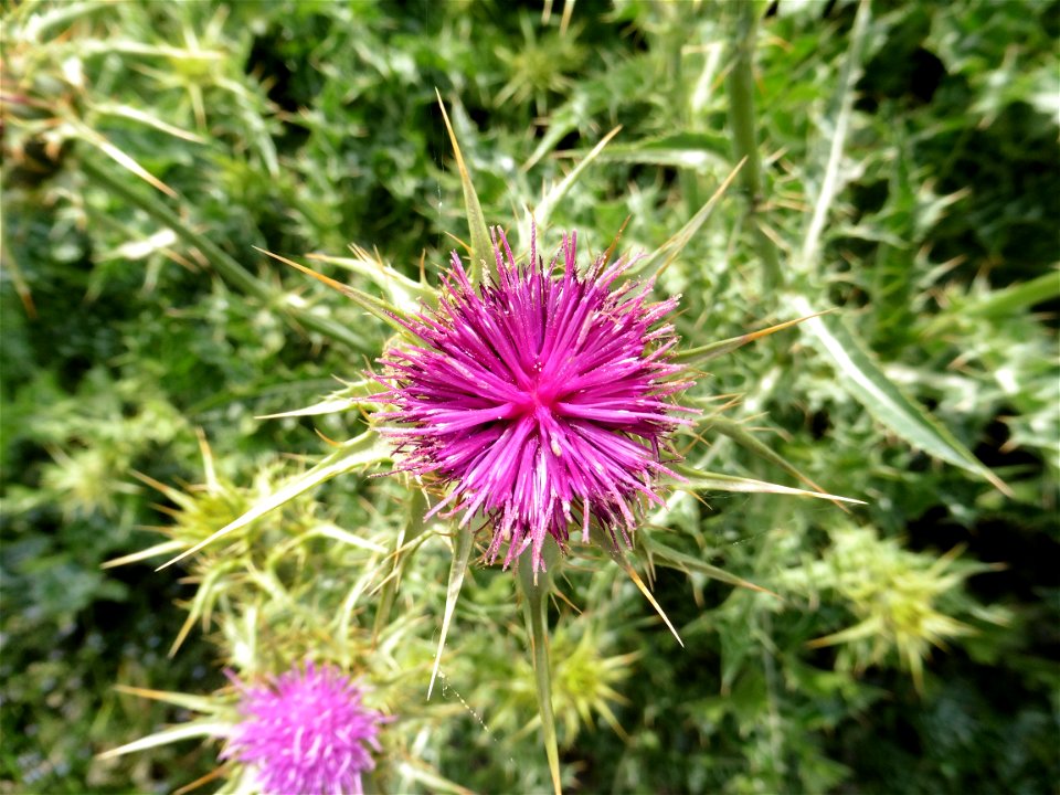 Silybum marianum (L.) Gaertn., 1791