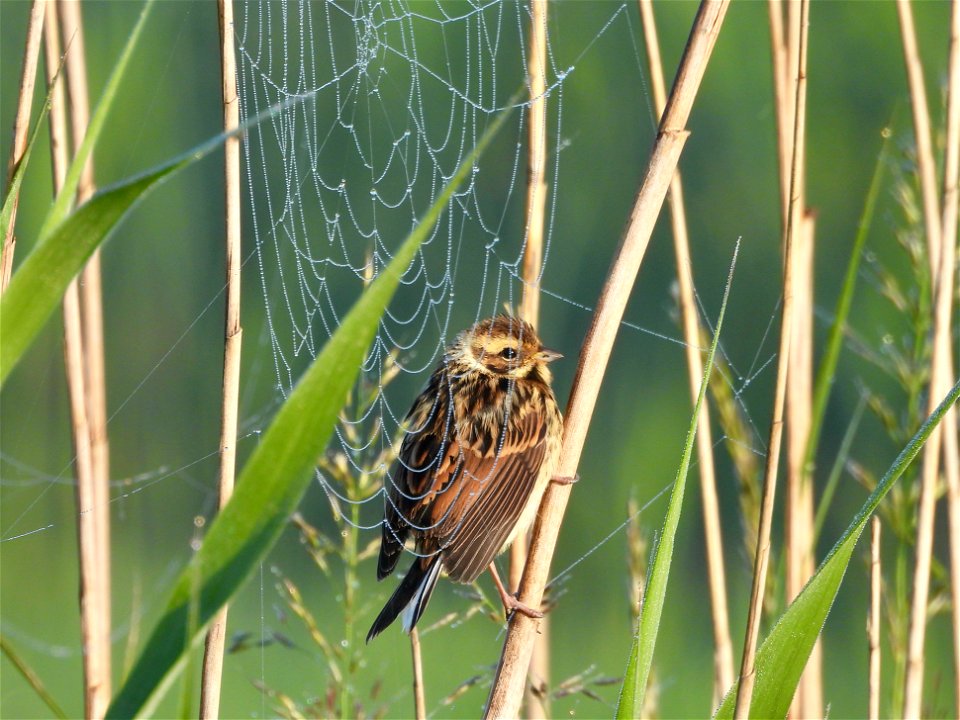 Rietgors door spinnenweb