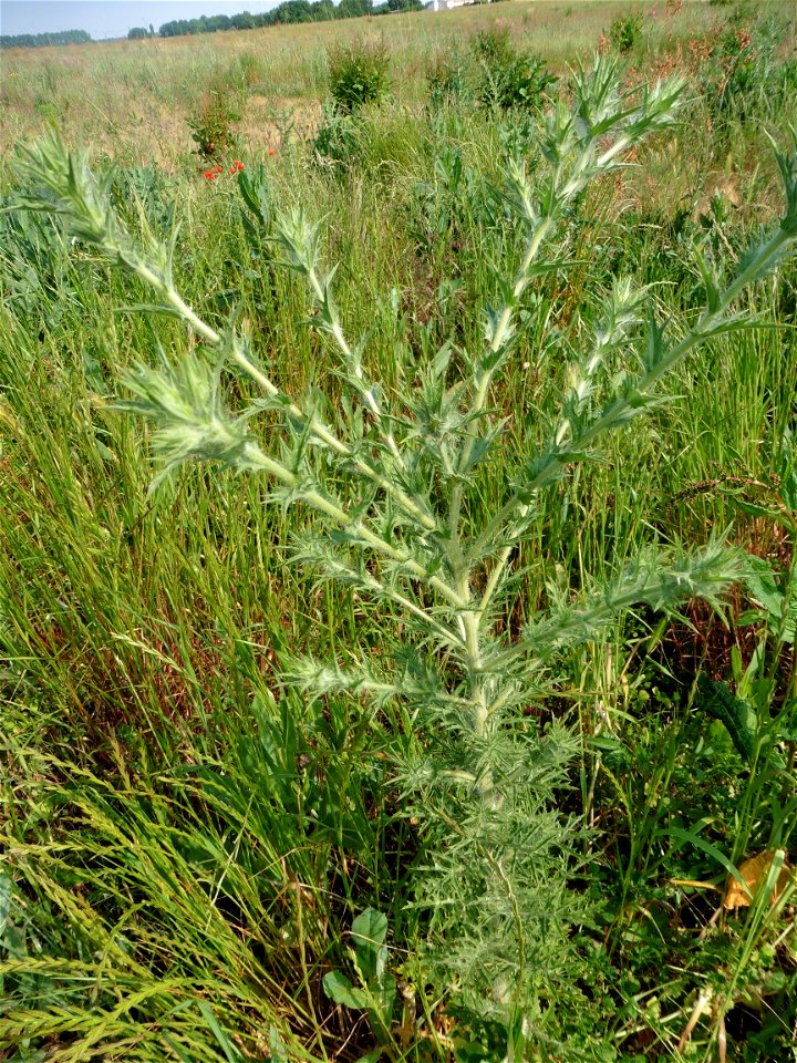 Onopordum acanthium L., 1753