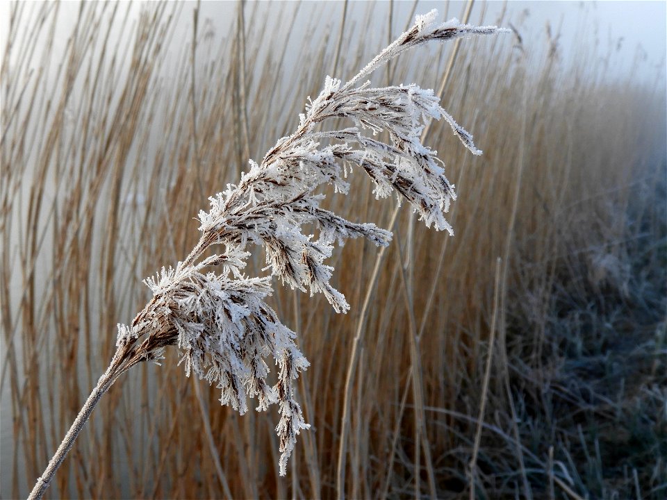 Rijp op riet