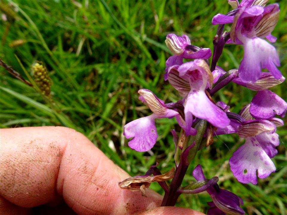 Anacamptis morio (L.) R.M.Bateman, Pridgeon & M.W.Chase, 1997