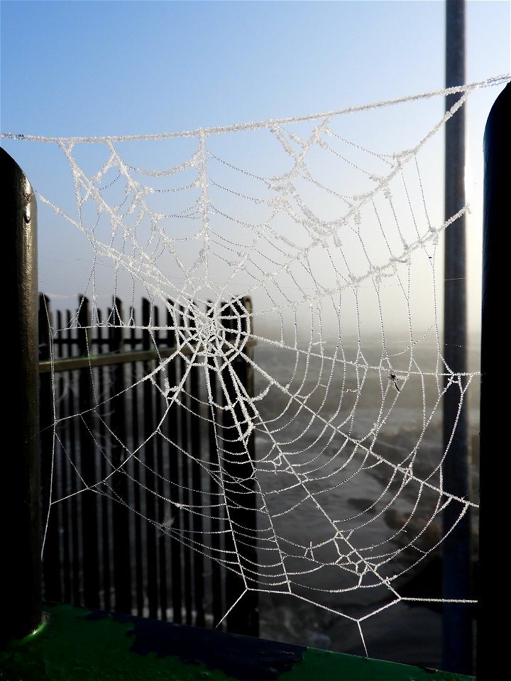 Spinneweb