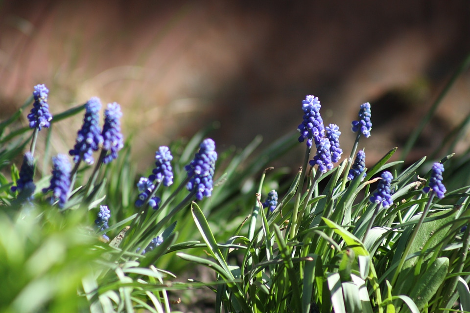 Purple green grass