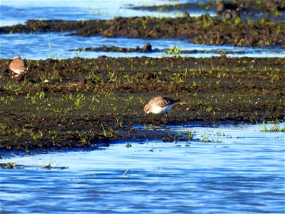 Bonte strandloper