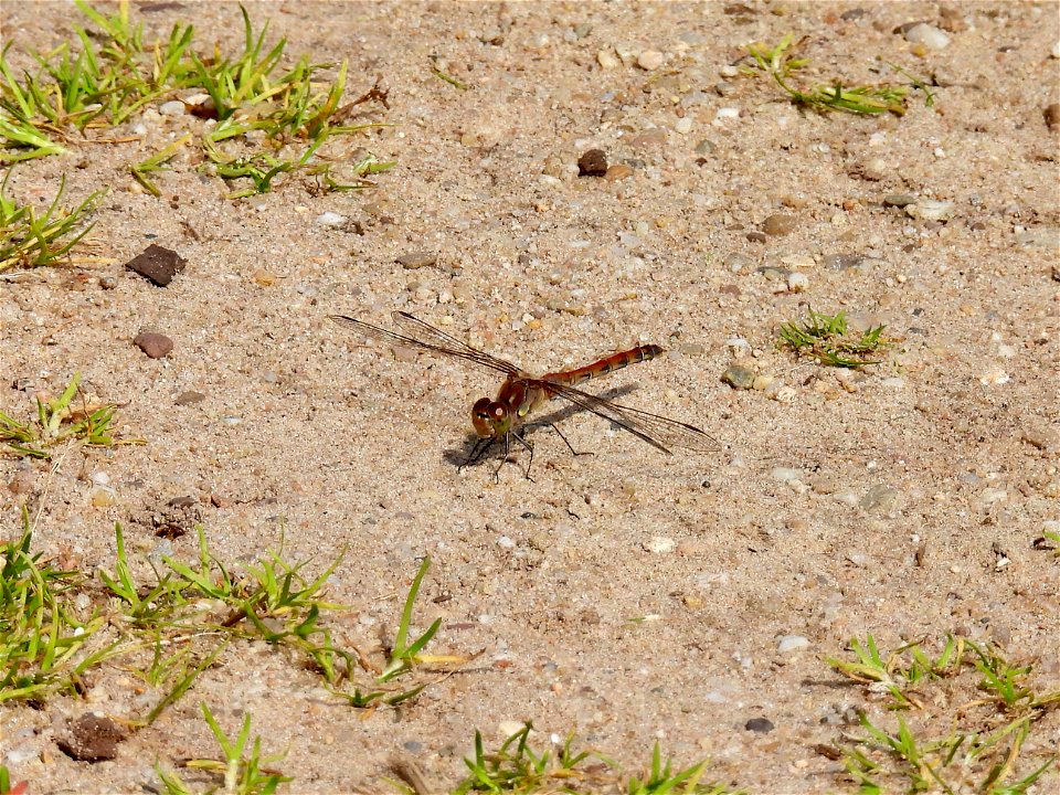 Bruinrode heidelibel