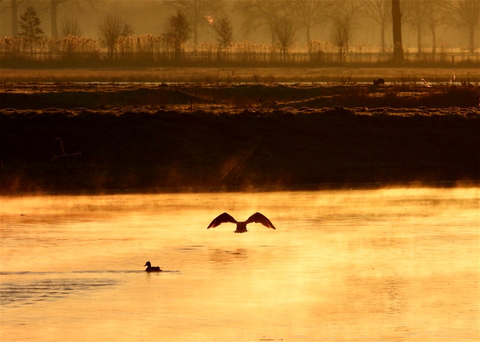 Aalscholver bij zonsopkomst
