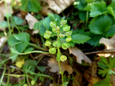 Microthlaspi perfoliatum (L.) F.K.Mey., 1973