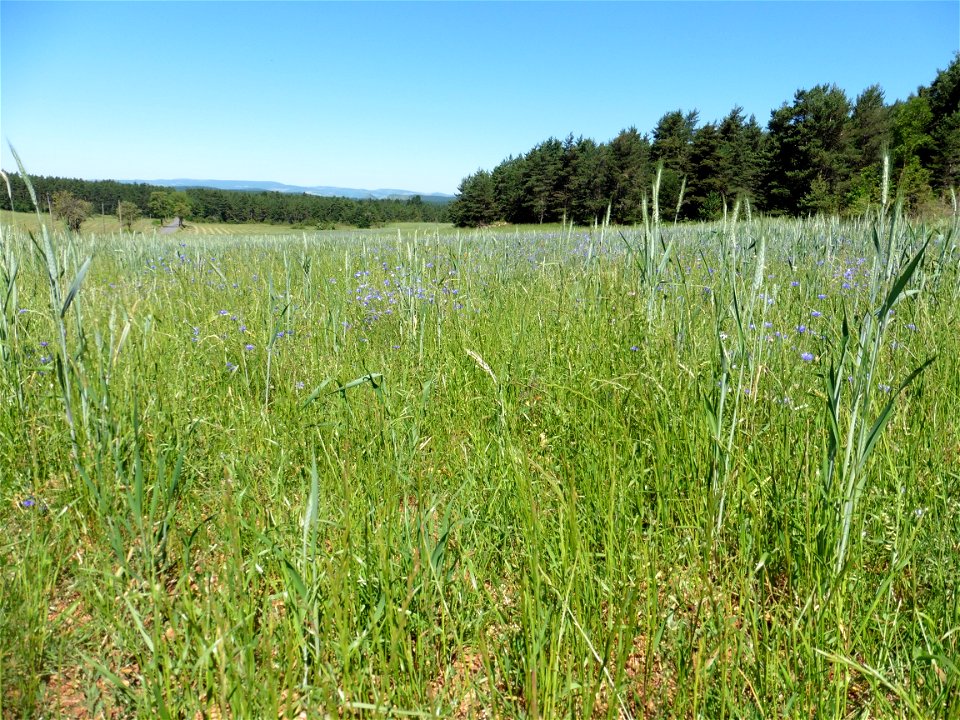 Cyanus segetum Hill, 1762