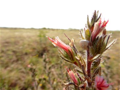 Echium asperrimum Lam., 1792