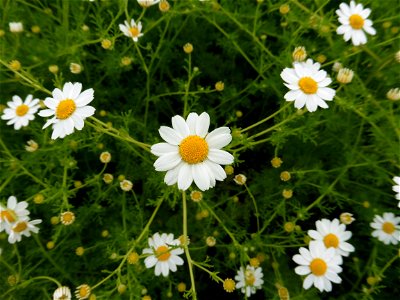 Anthemis cotula L., 1753