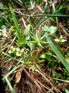 Damasonium alisma Mill., 1768