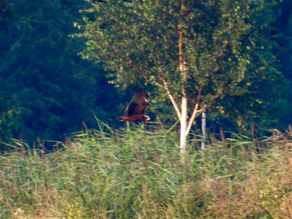 Bruine kiekendief