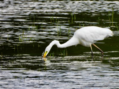 Zilverreiger