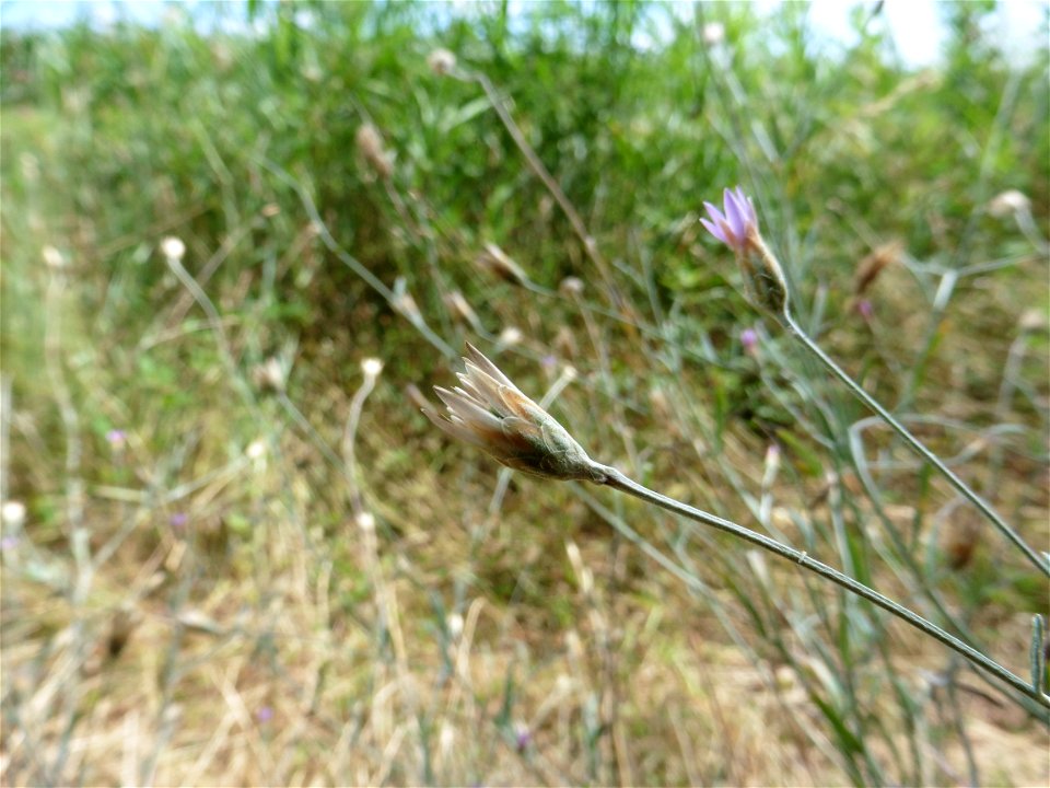 Xeranthemum cylindraceum Sm., 1813