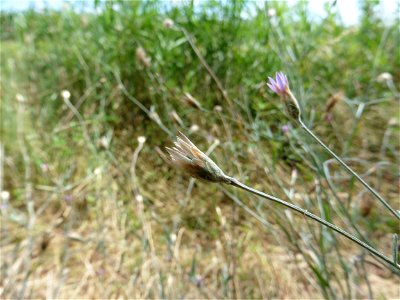Xeranthemum cylindraceum Sm., 1813