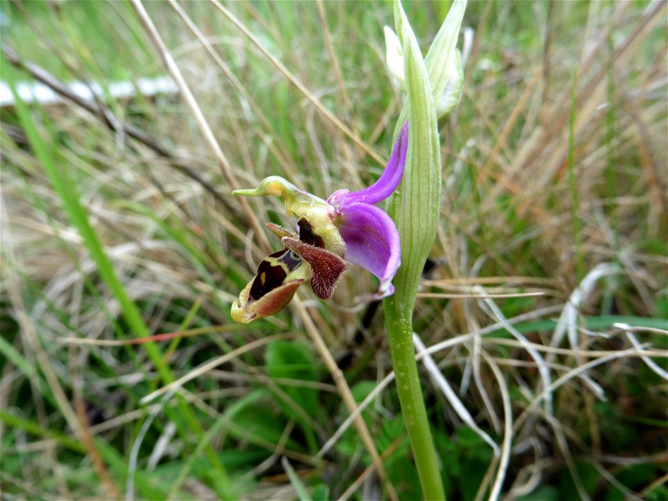 Ophrys scolopax Cav., 1793