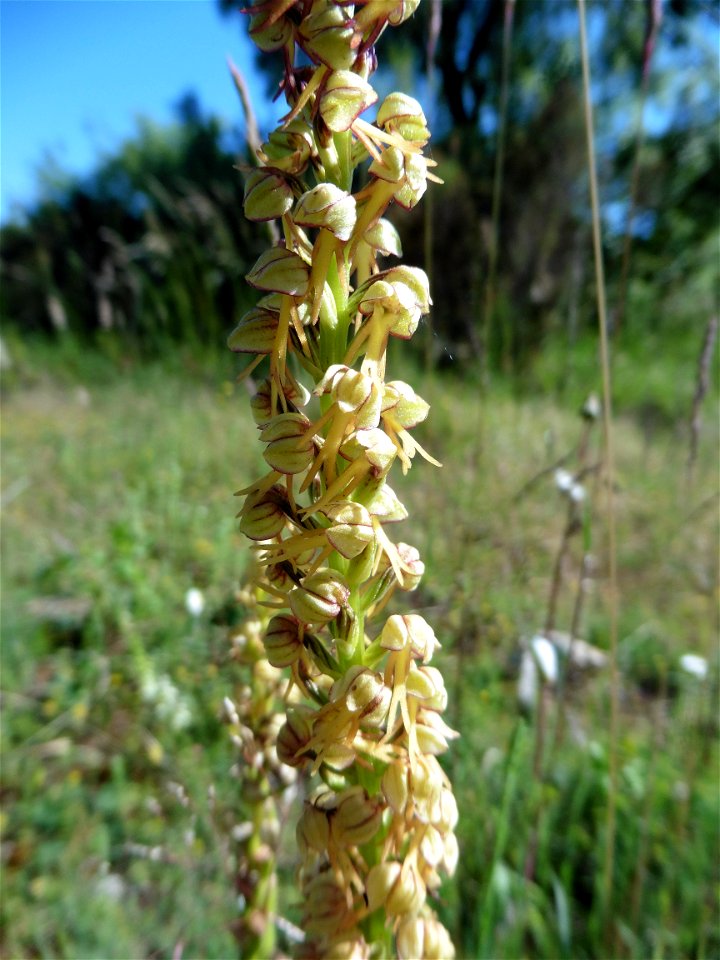 Orchis anthropophora (L.) All., 1785