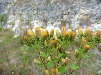 Inula conyzae (Greiss.) DC., 1836