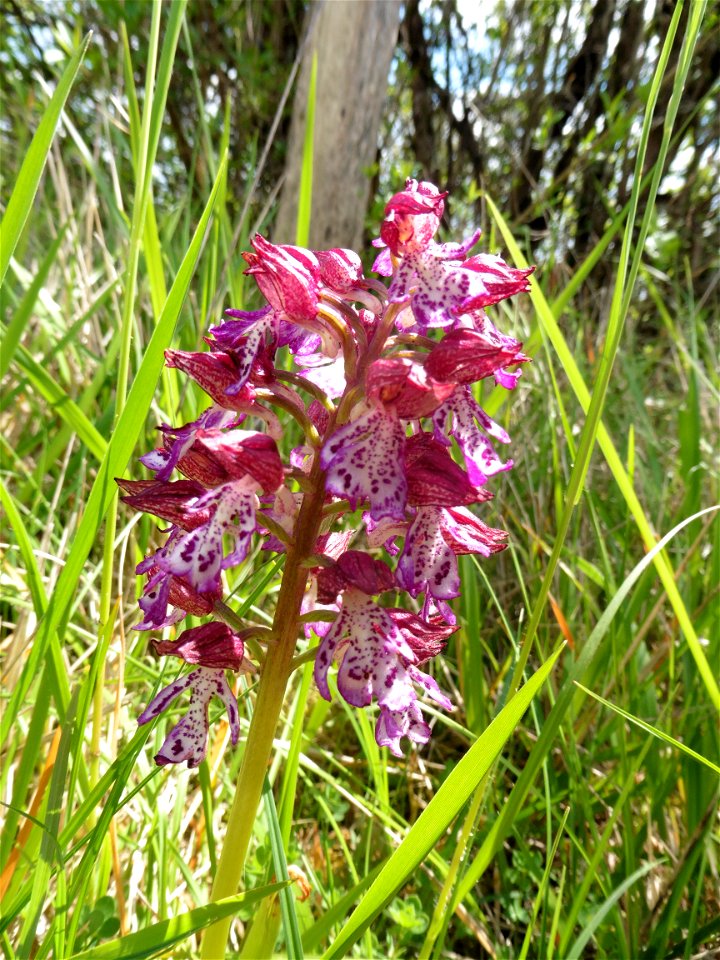 Orchis purpurea Huds., 1762
