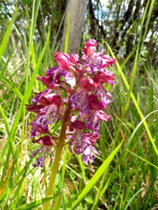 Orchis purpurea Huds., 1762