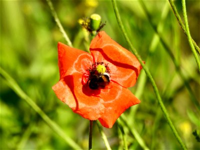 Klaproos en aardhommel