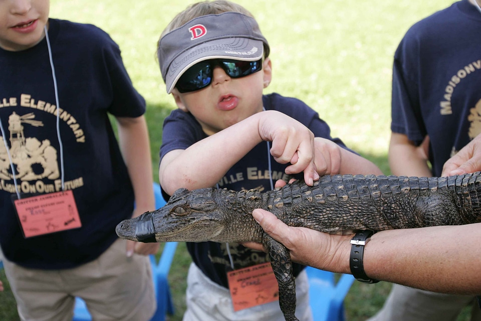 Alligator back education