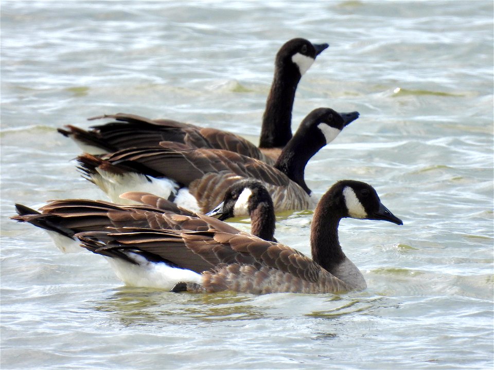 Grote canadese gans