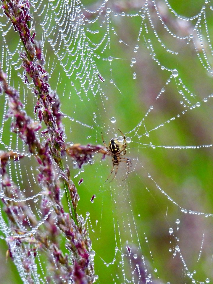 Heidewielwebspin