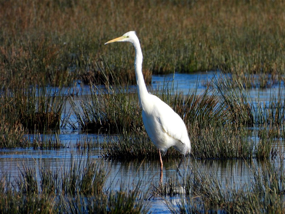 Zilverreiger
