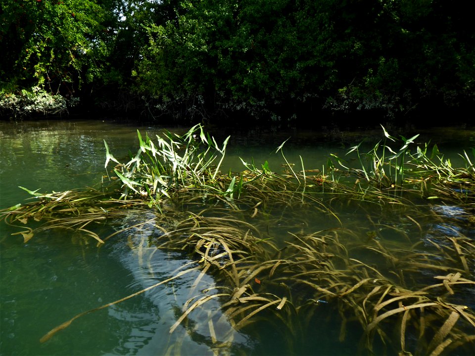 Sagittaria sagittifolia L., 1753