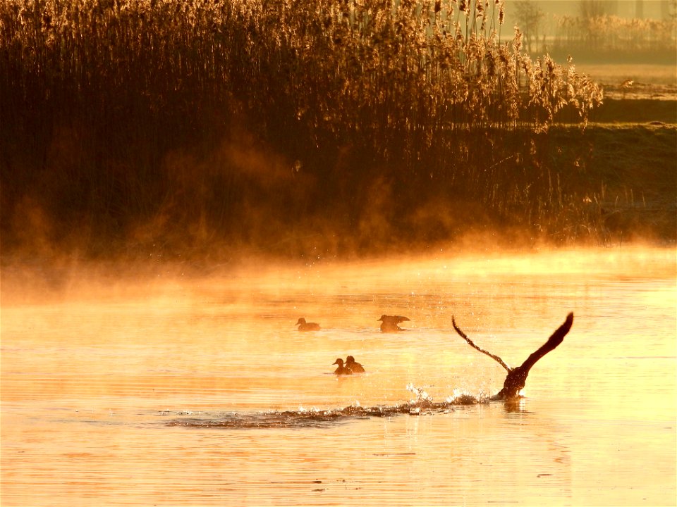Aalscholver stijgt op bij zonsopkomst