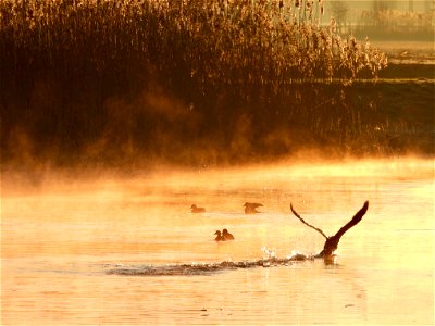 Aalscholver stijgt op bij zonsopkomst