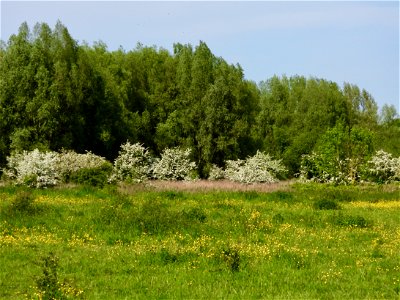 Uiterwaarden