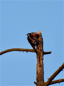 Poetsende grote bonte specht