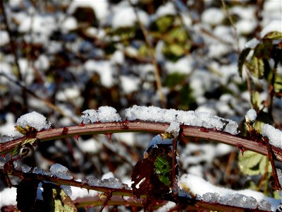 Sneeuw in maart