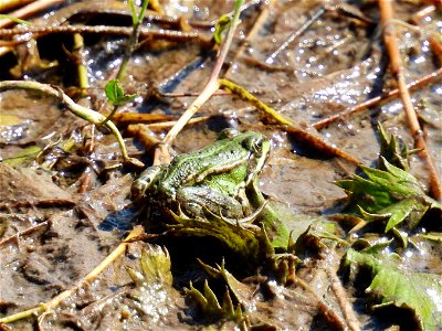 Groene kikker
