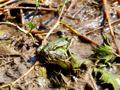 Groene kikker photo