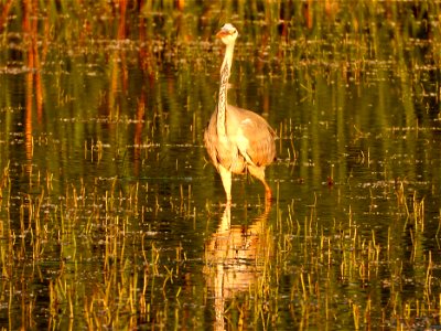 Blauwe reiger