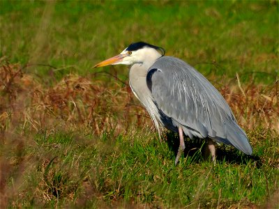 Blauwe reiger