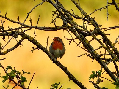 Roodborst