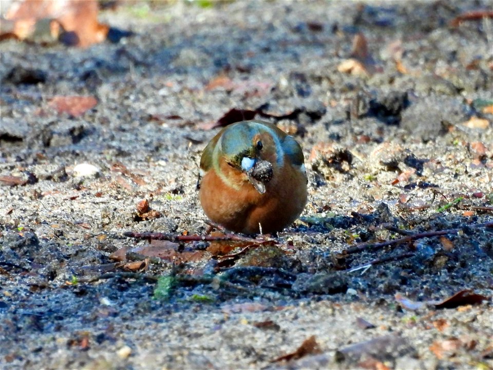 Vink